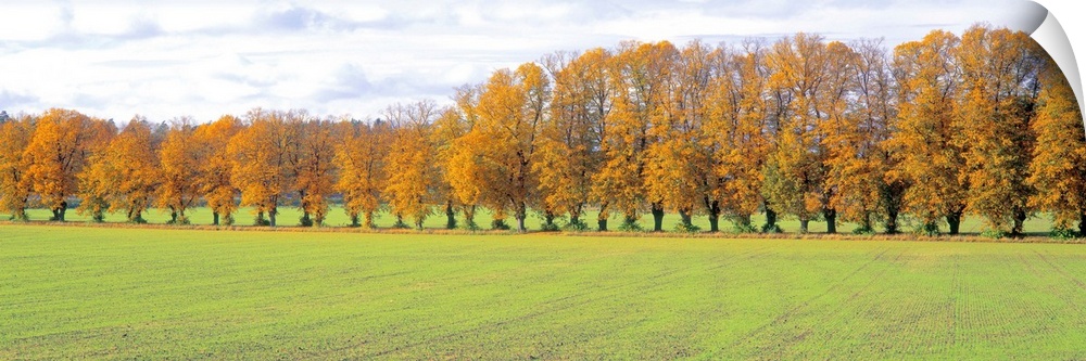 Row of Trees Uppland Sweden