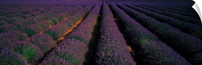 Rows Lavender Field Valensole Provence France
