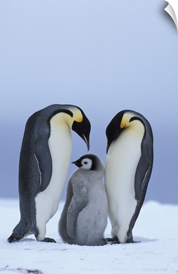 Royal Penguins & Baby