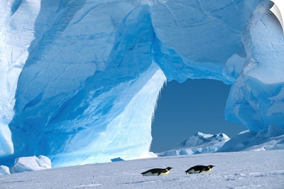 Royal Penguins Sliding