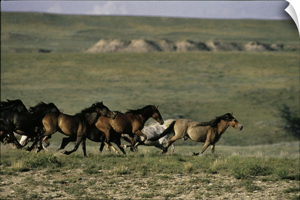 A herd of horses are photographed running across an open field.