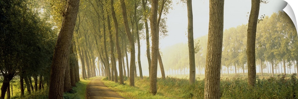Rural Tree Lined Road Belgium