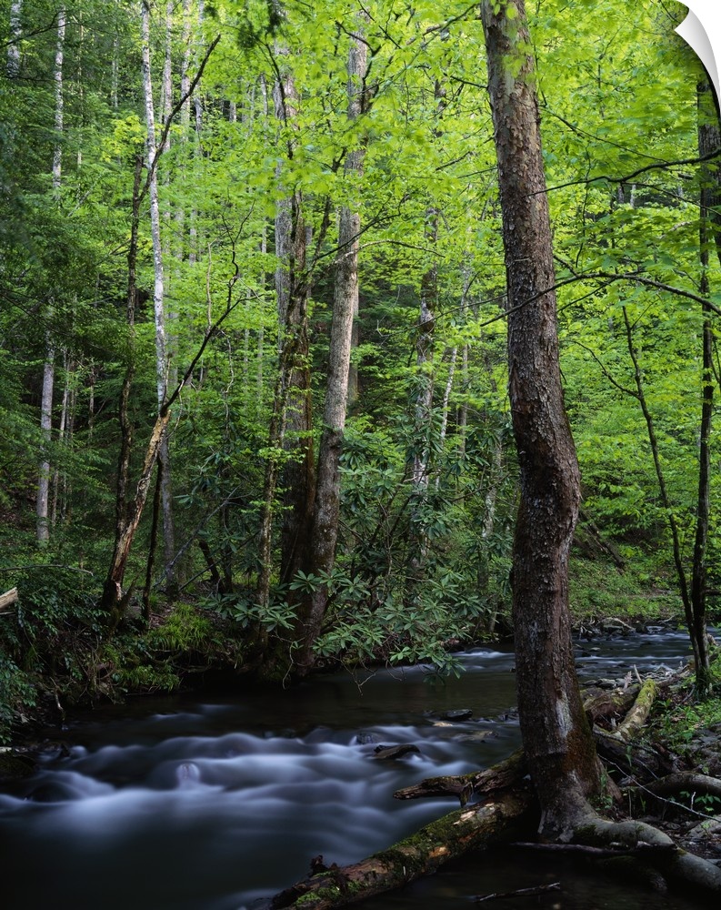 A creek is photographed cutting through thick foliage and trees.