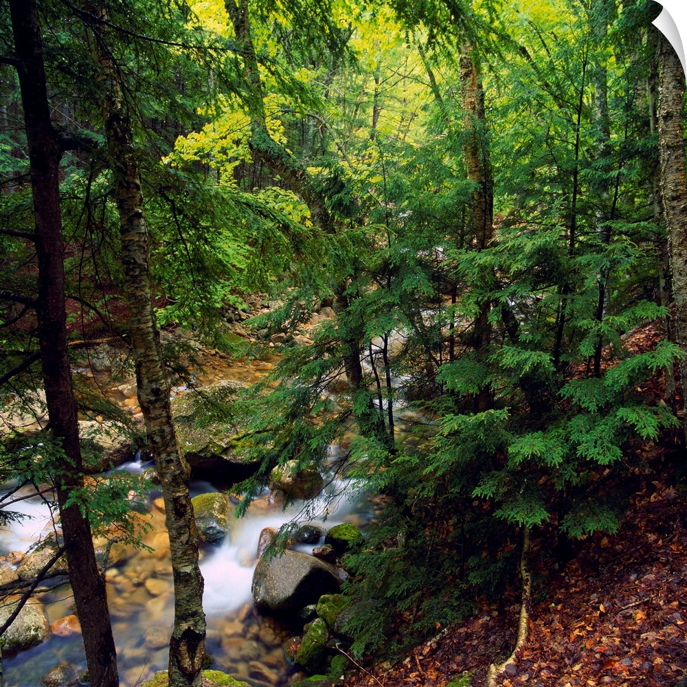 Sabbaday Brook rushing through trees, White Mountain National Forest, New Hampshire