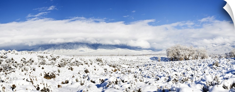 Sage covered with snow with Taos Mountain in the background, Sangre De Cristo Range, San Luis Valley, Colorado, USA.
