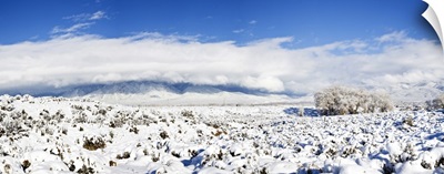 Sage covered with snow, Taos Mountain, Sangre De Cristo Range, San Luis Valley, Colorado
