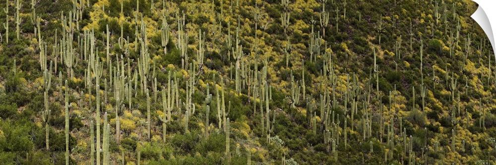 Saguaro cacti (Carnegiea gigantea) and Brittlebush on a landscape, Arizona, USA