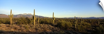 Saguaro cacti in a desert, Four Peaks, Phoenix, Maricopa County, Arizona