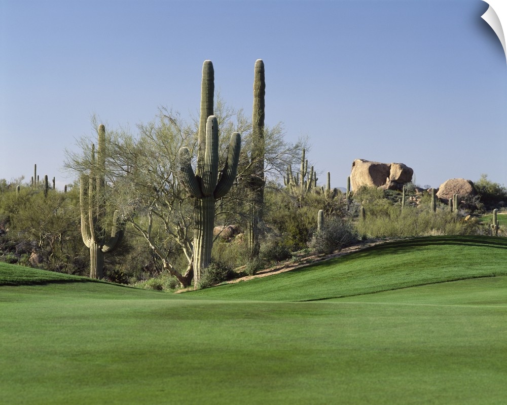 Group of cactuses decorating the edge of a well-manicured lawn on a golf course, with big rocks in the background.
