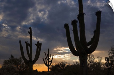 Saguaro Cactus at dusk, Pima County, Arizona