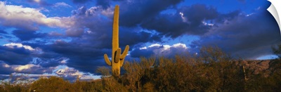 Saguaro Cactus at Sunset AZ