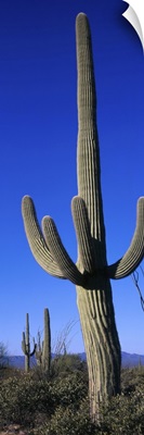 Saguaro Cactus AZ