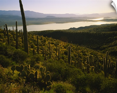 Saguaro cactus (Carnegiea gigantea) in a field, Sonoran Desert, Lake Roosevelt, Maricopa County, Arizona
