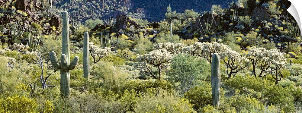 Cactus are photographed in panoramic view in a field that is filled with various types of foliage.