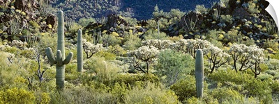 Saguaro cactus (Carnegiea gigantea) in a field, Sonoran Desert, Organ Pipe Cactus National Monument, Arizona