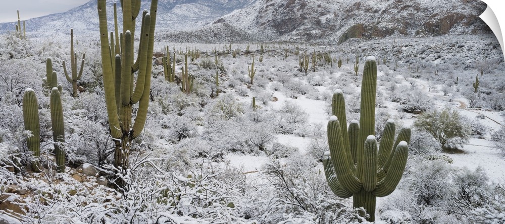 Saguaro Cactus in a desert after snowstorm, Tucson, Arizona, USA.
