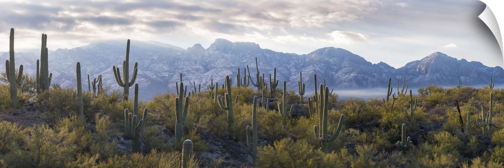 Saguaro Cactus with mountain range in the background, Santa Catalina Mountains, Honey Bee Canyon Park, Tucson, Arizona, USA.