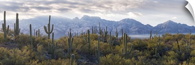 Saguaro Cactus, Santa Catalina Mountains, Honey Bee Canyon Park, Tucson, Arizona