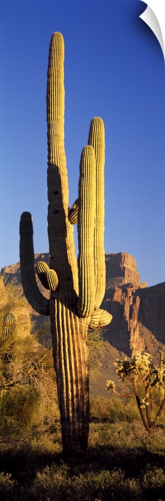A lone organ pipe cactus grows in the desert at sunset in this vertical nature photograph.