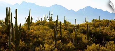 Saguaro cactus with mountain range in the background, Tucson, Arizona