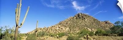 Saguaro & Cholla Cactus Sonoran Desert AZ