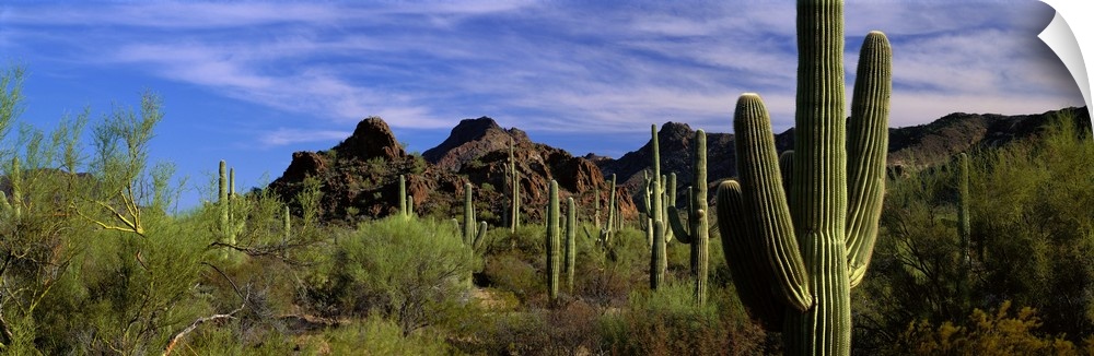 Panoramic photograph of desert with cacti and bushes with mountains in the distance under a cloudy sky.