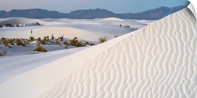 Sand dunes and Yuccas at White Sands National Monument, New Mexico