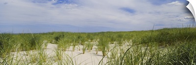 Sand dunes at Crane Beach, Ipswich, Essex County, Massachusetts