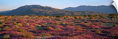 Sand Verbena and Primrose Anza Borrego Desert State Park CA