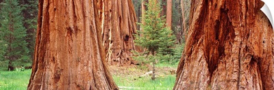Sapling among full grown Sequoias, Sequoia National Park, California,