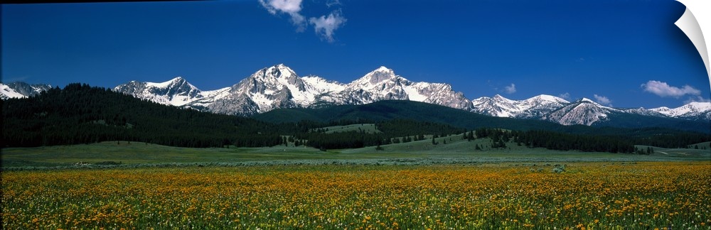 Panoramic image of a field of wildflowers blooming in front of the Sawtooth Mountains in Stanley, Idaho.