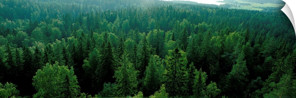 Scandinavian Forest, (Aulanko,) Finland