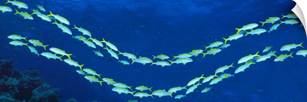 Panoramic photograph shows a couple groups of gilled marine animals swimming in opposite directions through the clear wate...