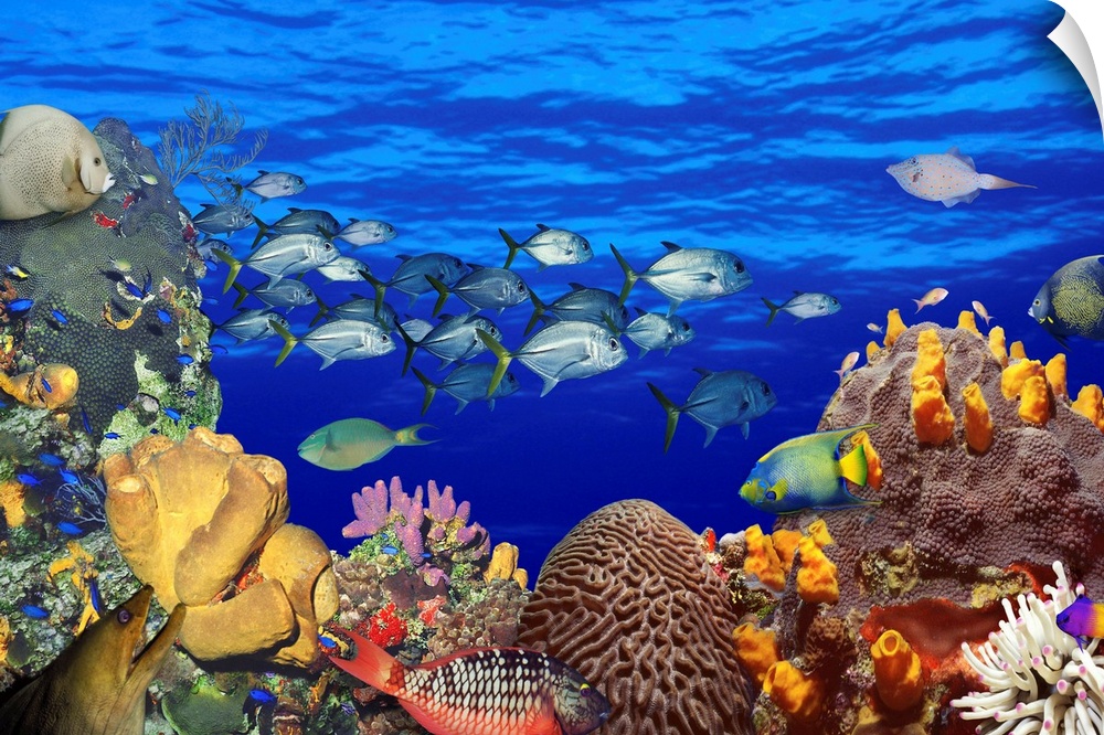 A digital composite of fish swimming in a coral reef to create an underwater seascape on this horizontal wall art.