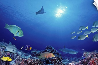 School of fish swimming near a reef, Galapagos Islands, Ecuador
