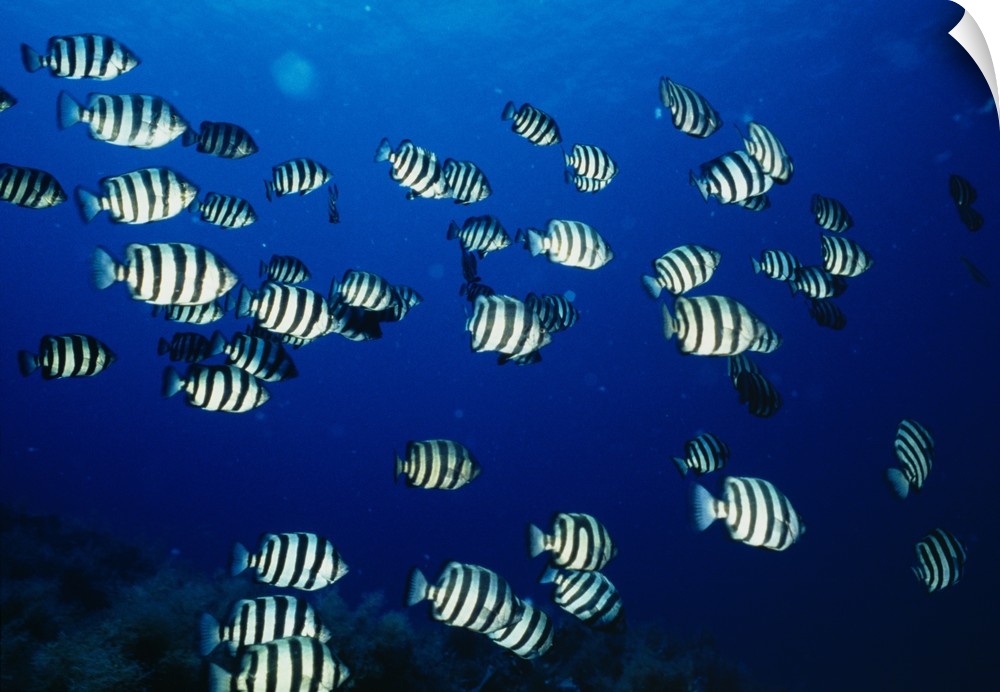 Photograph taken of a large school of black and white fish swimming deep down near coral.