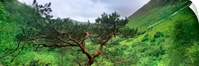Scots Pine trees on a mountain, Glen Nevis, Highlands Region, Scotland