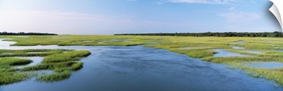Sea grass in the sea, Atlantic Coast, Jacksonville, Florida