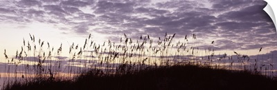 Sea oat grass on the beach, Atlantic Ocean Beach, Amelia Island, Nassau County, Florida