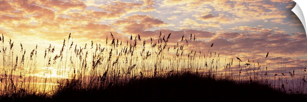 Sea oat grass on the beach, Atlantic Ocean Beach, Amelia Island, Nassau County, Florida, USA