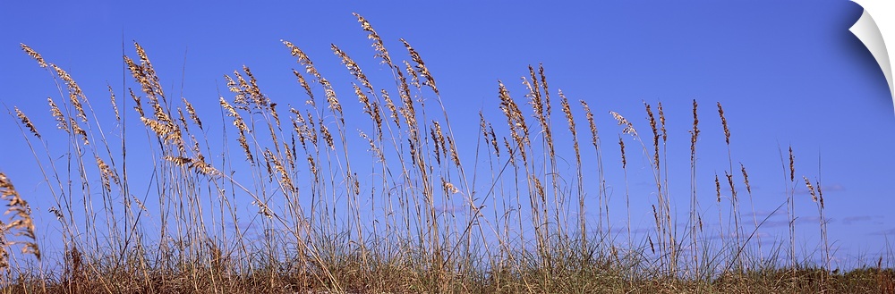 Sea oat grass on the beach, Atlantic Ocean Beach, East Coast, Florida, USA