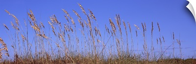 Sea oat grass on the beach, Atlantic Ocean Beach, East Coast, Florida