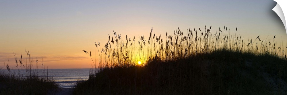 Sea oat grass on the coast, Florida