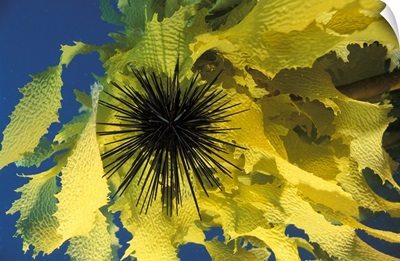 Sea Urchin & Seaweed