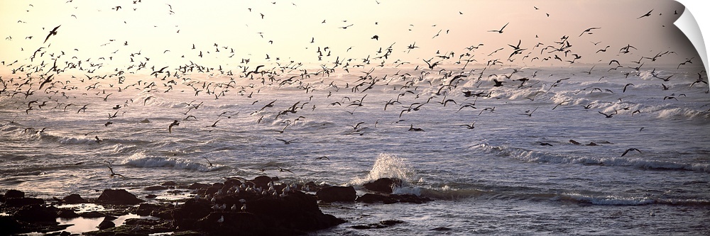 Seagulls flying at a coast in the morning, Baie De Quiberon, Brittany, France