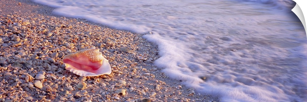 A panoramic image of a single conch shell sitting on a shell and rocky beach as foamy seas break on the shore.