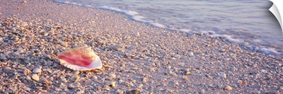 Seashell on the beach, Lovers Key State Park, Fort Myers Beach, Gulf of Mexico, Florida