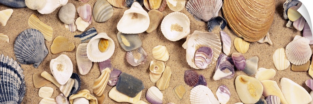 Panoramic picture of shells clustered together and pressed in to the sand.