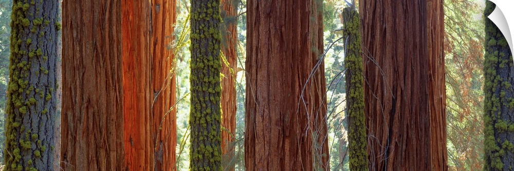 Large horizontal panoramic photograph of sequioa trees in Sequoia National Park, California (CA).