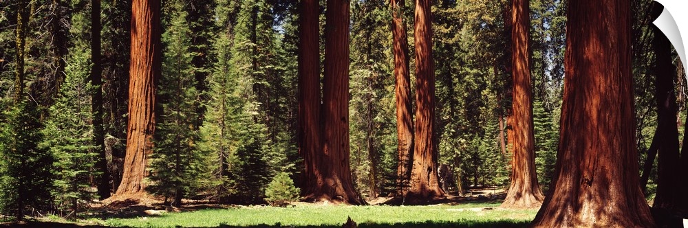 Wide angle photograph taken of a national park forest that shows the trunks of large redwood trees.